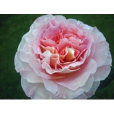 Garden Roses - Augusta Luise